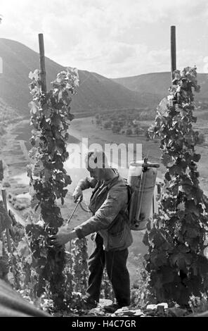 Winzer aus Beilstein bei der Arbeit im Weinberg, Deutschland 1930er Jahre. Viticoltore a lavorare nella vigna hnis vicino Beilstein, Germania 1930 Foto Stock