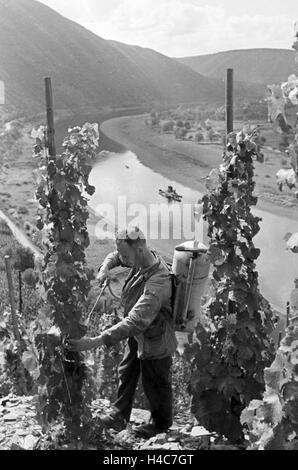 Winzer aus Beilstein bei der Arbeit im Weinberg, Deutschland 1930er Jahre. Viticoltore a lavorare nella vigna hnis vicino Beilstein, Germania 1930 Foto Stock