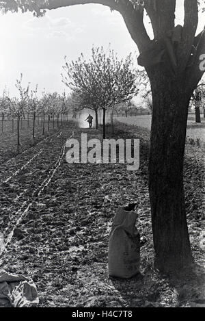 Ein rheinischer Bauer bei der Arbeit, Deutsches Reich 1930er Jahre. Un agricoltore renano lavorando, Germania 1930 Foto Stock