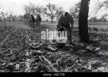 Ein rheinischer Bauer bei der Arbeit, Deutsches Reich 1930er Jahre. Un agricoltore renano lavorando, Germania 1930 Foto Stock