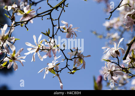 Magnolia x loebneri 'Leonard Messel' Foto Stock