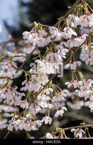 Prunus x yedoensis 'Ivensii' Foto Stock