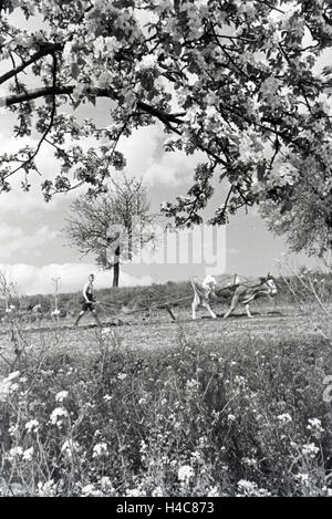 Ein rheinischer Bauer bei der Arbeit, Deutsches Reich 1930er Jahre. Un agricoltore renano lavorando, Germania 1930 Foto Stock