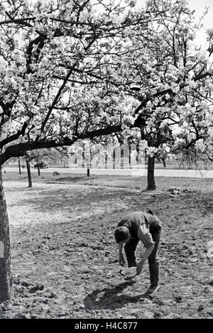 Ein rheinischer Bauer bei der Arbeit, Deutsches Reich 1930er Jahre. Un agricoltore renano lavorando, Germania 1930 Foto Stock