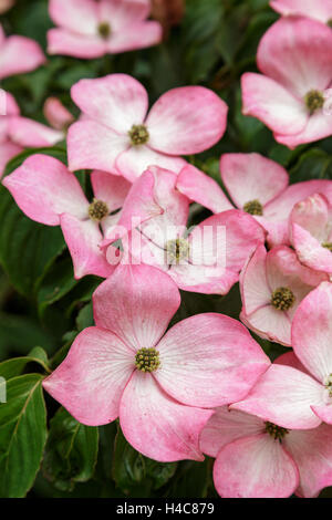 Cornus kousa 'Satomi' Foto Stock