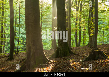 In autunno la mattina in foresta, Gdynia, Polonia. Foto Stock