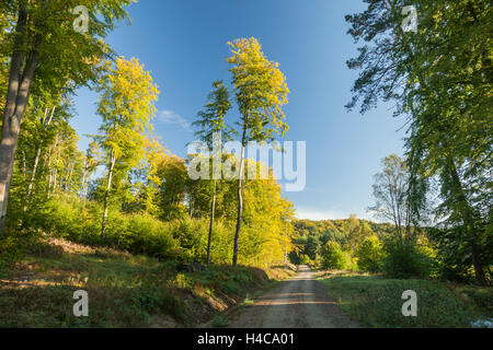 In autunno la mattina in foresta, Gdynia, Polonia. Foto Stock