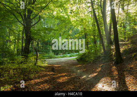 In autunno la mattina in foresta, Gdynia, Polonia. Foto Stock