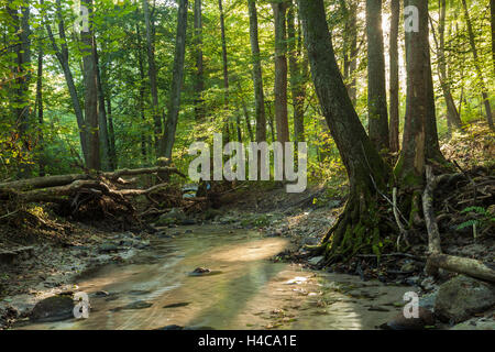 In autunno la mattina in foresta, Gdynia, Polonia. Foto Stock