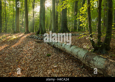 In autunno la mattina in foresta, Gdynia, Polonia. Foto Stock