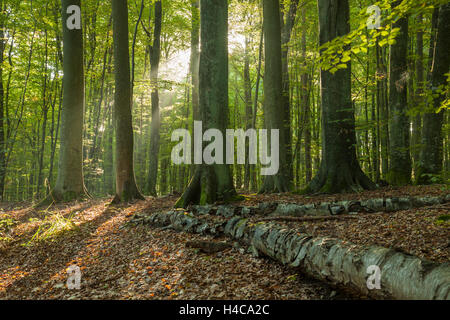 In autunno la mattina in foresta, Gdynia, Polonia. Foto Stock