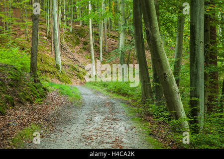 In autunno la mattina in foresta, Gdynia, Polonia. Foto Stock