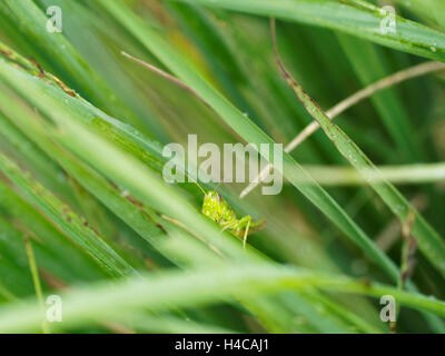 Montagna Verde Grasshopper Miramella adulto alpino, Francia Foto Stock
