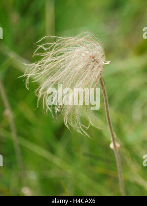 Pulsatilla vulgaris, "Pasque flower, alpi, Francia Foto Stock