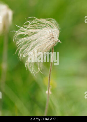 Pulsatilla vulgaris, "Pasque flower, alpi, Francia Foto Stock