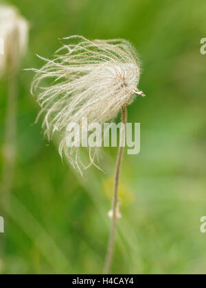 Pulsatilla vulgaris, "Pasque flower, alpi, Francia Foto Stock