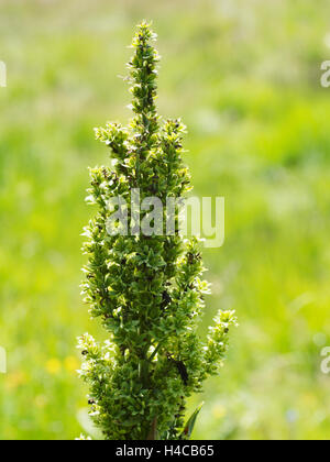 Veratrum album, False helleborine, l'elleboro bianco, fioritura, alpi, Francia. Foto Stock