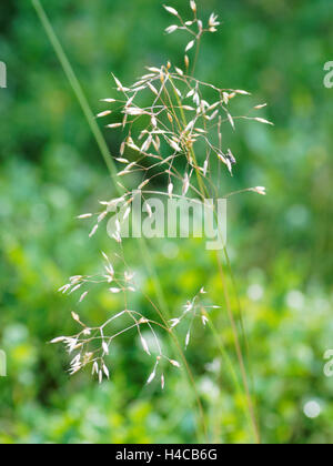 Poa pratensis Wiesenrispengras, erba di prato Foto Stock