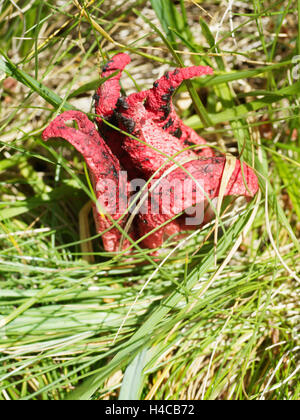 Il polpo stinkhorn (Anthurus archeri), Alpi, Francia Foto Stock