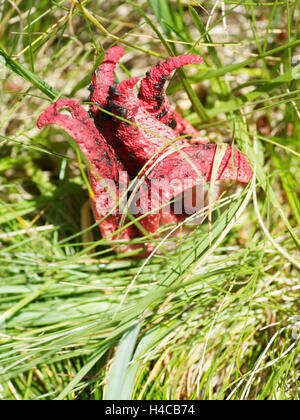 Il polpo stinkhorn (Anthurus archeri), Alpi, Francia Foto Stock