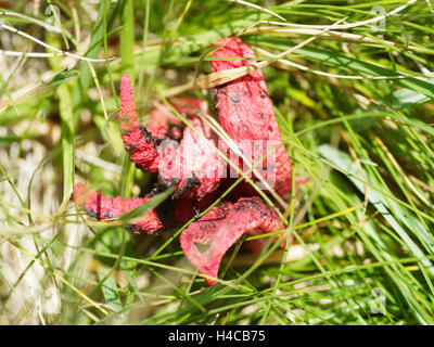 Il polpo stinkhorn (Anthurus archeri), Alpi, Francia Foto Stock