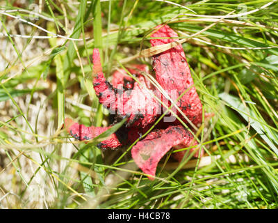 Il polpo stinkhorn (Anthurus archeri), Alpi, Francia Foto Stock