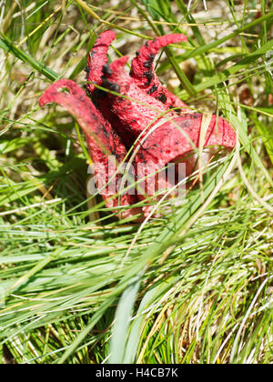 Il polpo stinkhorn (Anthurus archeri), Alpi, Francia Foto Stock