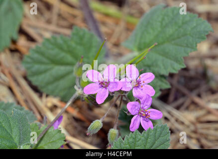 Malva-lasciava di cicogna-bill - Erodium malacoides fiore & Frutta Foto Stock