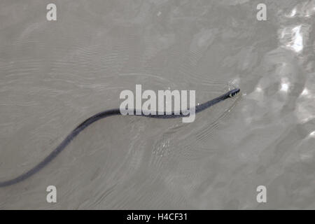 Biscia dal collare (Natrix natrix) nel lago di Neusiedl, Burgenland, Austria, Europa Foto Stock