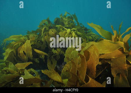 Grandi fronde di kelp muovendo con acqua Foto Stock