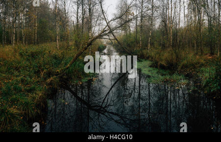 Bosco autunnale panorama dalla mattinata nebbiosa. Piccolo ruscello, alberi sfrondato la riflessione sulla superficie dell'acqua Foto Stock