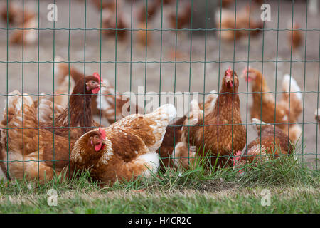 Rosolare il pollo al di fuori del recinto in locali della fattoria in erba Foto Stock