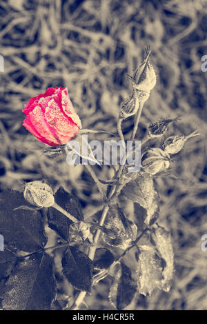 Congelate red rose di brina al mattino Foto Stock