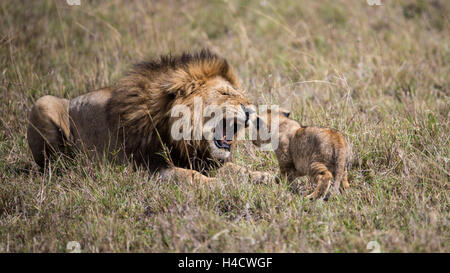 Kenya, riserva Masai Mara, il Masai Mara, lion, leone ruggisce a lion il bambino Foto Stock
