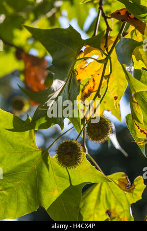 Castagne retroilluminato conkers sul ramo con foglie di autunno Foto Stock