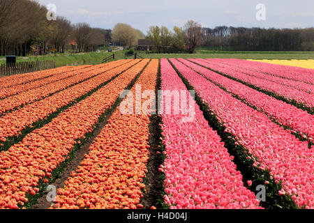 Fioritura in campo di tulipani nei pressi di Alkmaar, Holland, Paesi Bassi Olanda Settentrionale Foto Stock