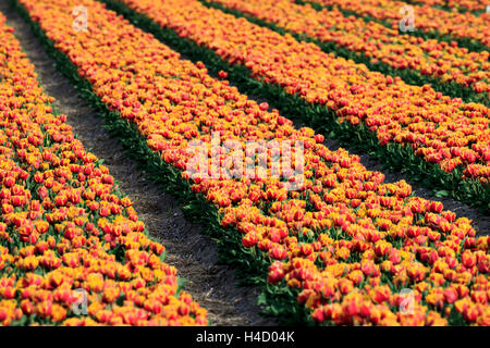 Fioritura in campo di tulipani nei pressi di Alkmaar, Holland, Paesi Bassi Olanda Settentrionale Foto Stock