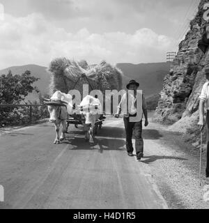 Ein Bauer ist mit seinem Ochsengespann unterwegs, Österreich 1930er Jahre. Un contadino con i suoi buoi carrello, Austria 1930s. Foto Stock