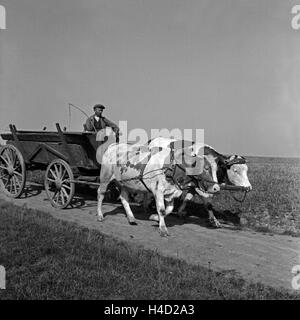 Ein Bauer fährt mit seinem Ochsengespann über die Felder, Deutschland 1930er Jahre. Un contadino con il suo paio di buoi sulla strada per il suo campo, Germania 1930s. Foto Stock