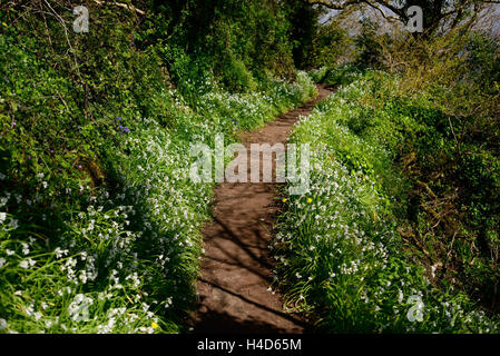 Fiori di Primavera crescente accanto al South West Coast Path. Foto Stock