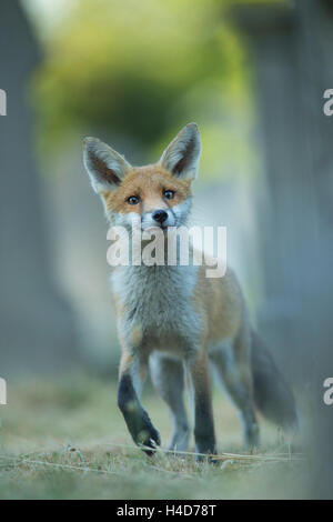 Curioso Red Fox ritratto nel bosco di un cemtery. Foto Stock