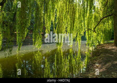 Salici sul fiume Wensum, Norwich, Norfolk, Inghilterra Foto Stock