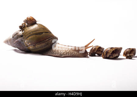 Gigante lumaca africana con due piccoli giganti Africani neonati sul suo guscio e quattro di fronte a lei Foto Stock