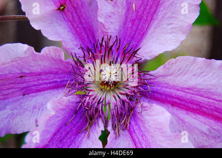 Fiori viola, clematis Foto Stock
