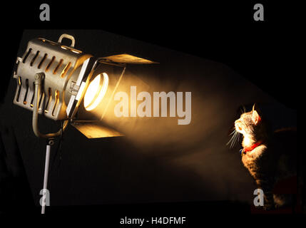 Tabby cat in posa di fascio di palcoscenico teatrale spotlight Foto Stock