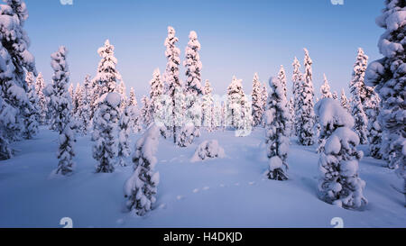 Coperte di neve di legno in Lapponia, Finlandia Foto Stock