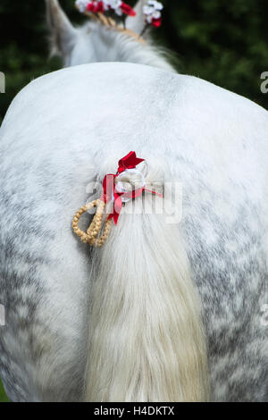 Cavallo Percheron rafia treccia di coda a Weald and Downland Open Air Museum, Campagna autunno mostra, Singleton, Sussex, Inghilterra Foto Stock