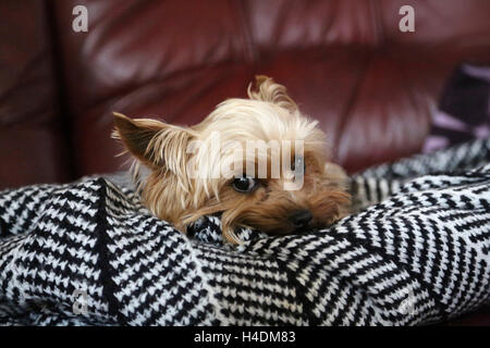 Yorkshire terrier Mini Toy, piccolo uomo, giace su di un soffitto Foto Stock