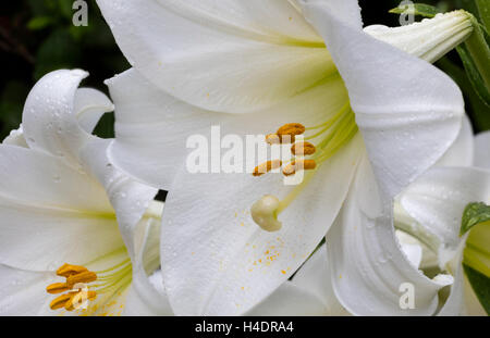 Close-up di bianco giglio a campana, Lilium longiflorum 'Bianco cielo' Foto Stock