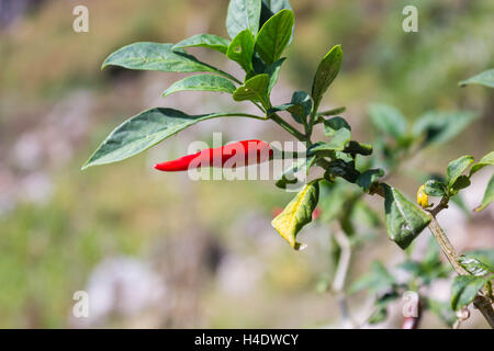 Colore rosso peperoncino sull albero. Foto Stock